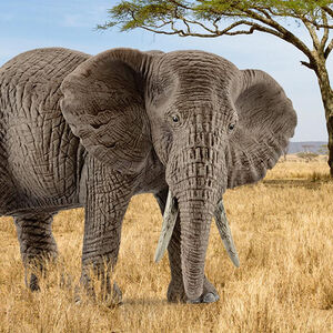 Figurine éléphant d'Afrique femelle 