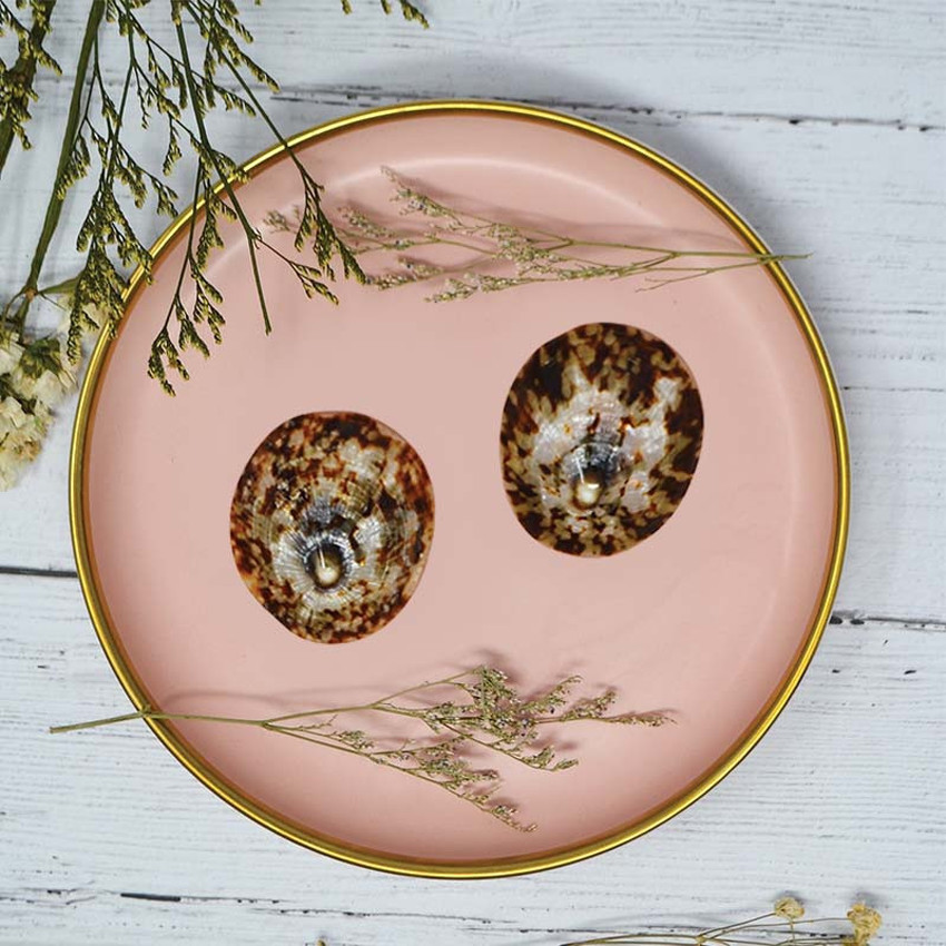 Lot de 2 coquillages d'allaitement Taille L Main Lot de 2 coquillages d'allaitement Taille L
